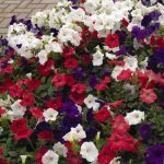 Petunia - Easy Wave Flower Garden Seed - Pelleted - Flag Mix Annual
