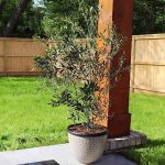 Arbequina Olive Tree, Size: 1-2 ft.