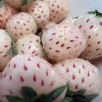 Hirt's Gardens White Carolina Pineberry Plants - 50 Roots -Bareroot-Pineapple/Strawberry Flavor