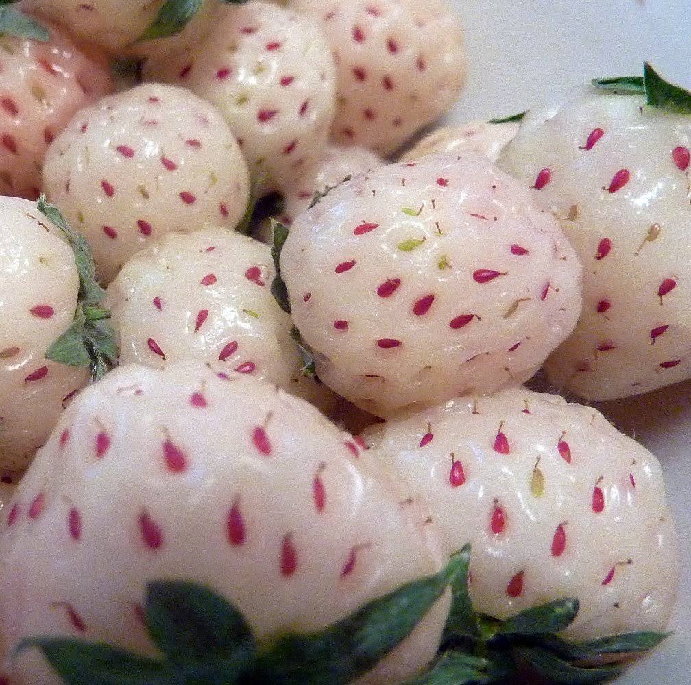 1ecd840abf70d69a02fa61bff1831cc6b9ab4c7c8e27f272837cb5e7a3b0b22b.jpg Hirt's Gardens White Carolina Pineberry Plants - 50 Roots -Bareroot-Pineapple/Strawberry Flavor - Image 1