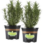 Bonnie Plants 25 oz. Rosemary Plants, 2-Pack