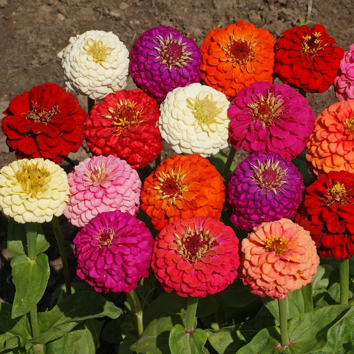 1f2c46e641400cbae25a1b2bf72bd1a757d78bc1c84aa45dfb6c4ea4c477567e.jpg Outsidepride Zinnia Elegans Lilliput Flower Seed Mix - 1000 Seeds - Image 1