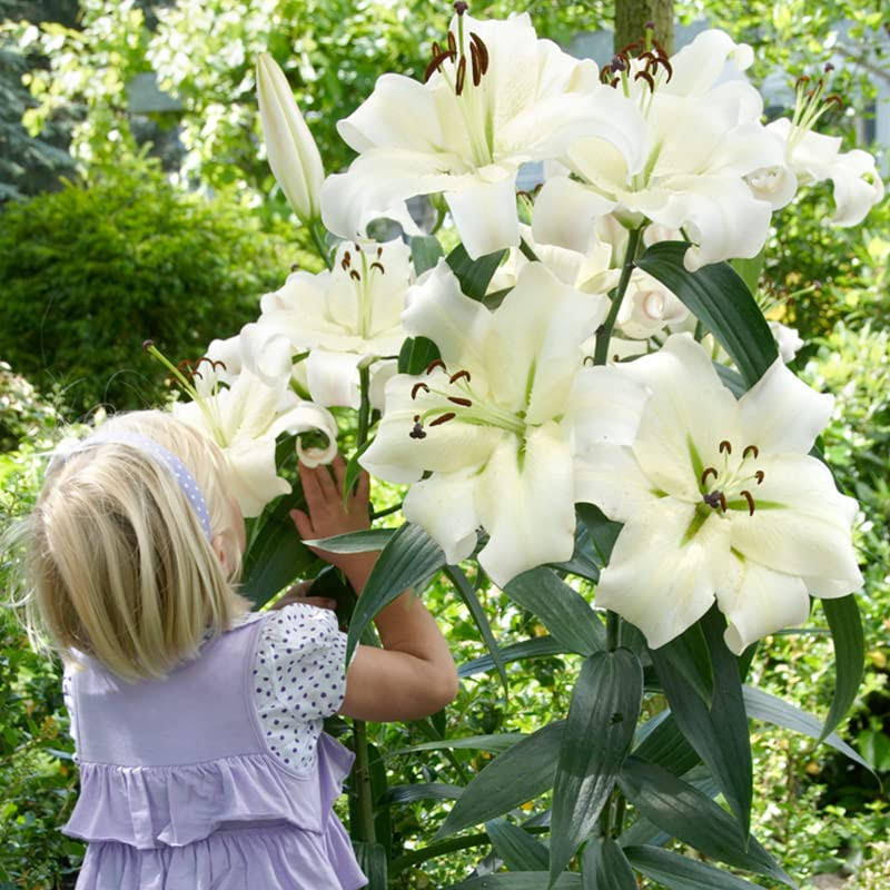 1f70011cab99f5f82a631b67153297b3c4276eca5890427bc79442f44725e3a1.jpg Pretty Woman Orienpet Lilies - 3 Bulbs per Pack - Freshly Dug Fragrant Lily Flower Bulbs, Large White Showy Blooms - Image 1