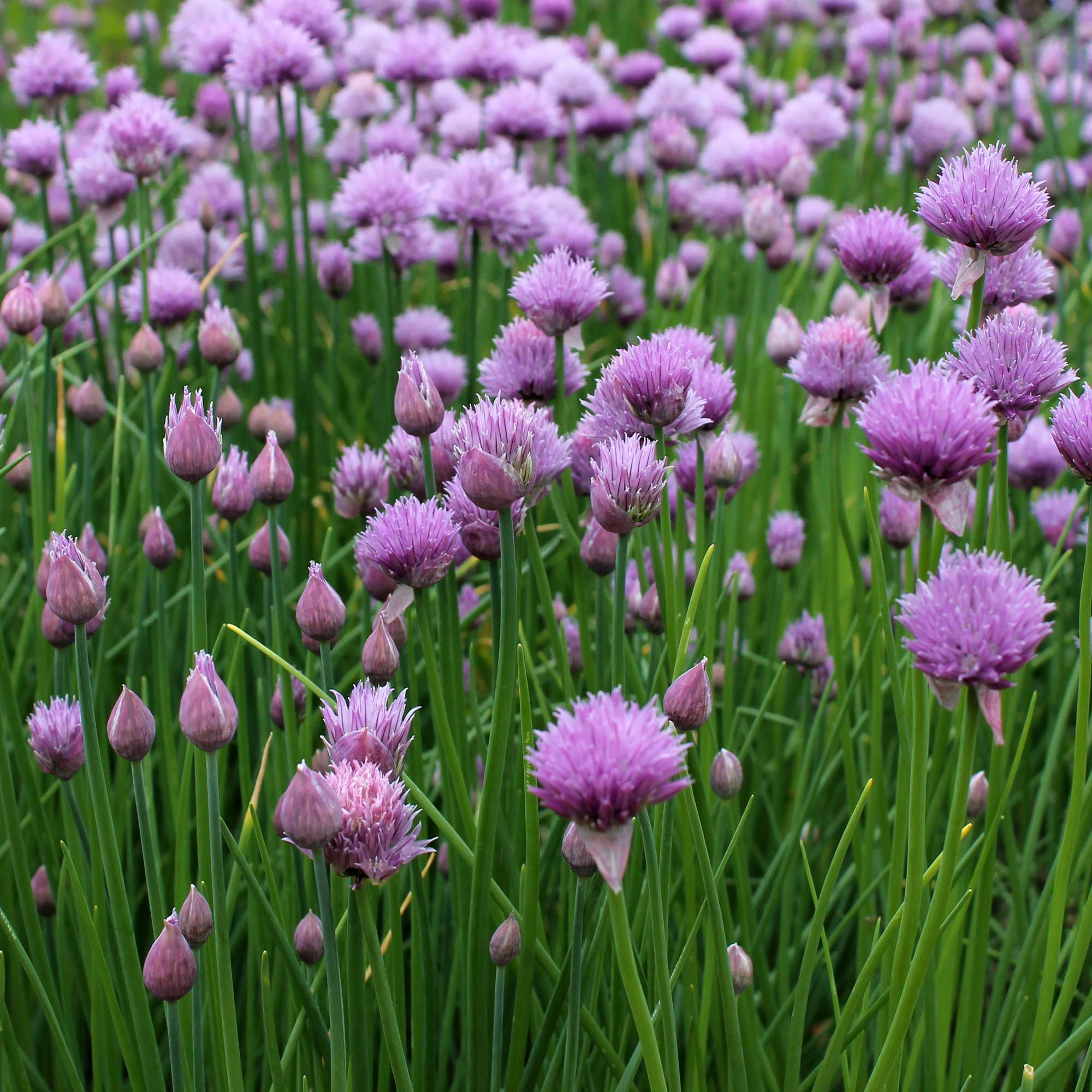 205c941c257c1f4e2dd32d5633b2f791c01a54b41033201a1568ad4fcb31cd3a.jpg Outsidepride Chives Seeds - 1 oz - Image 1