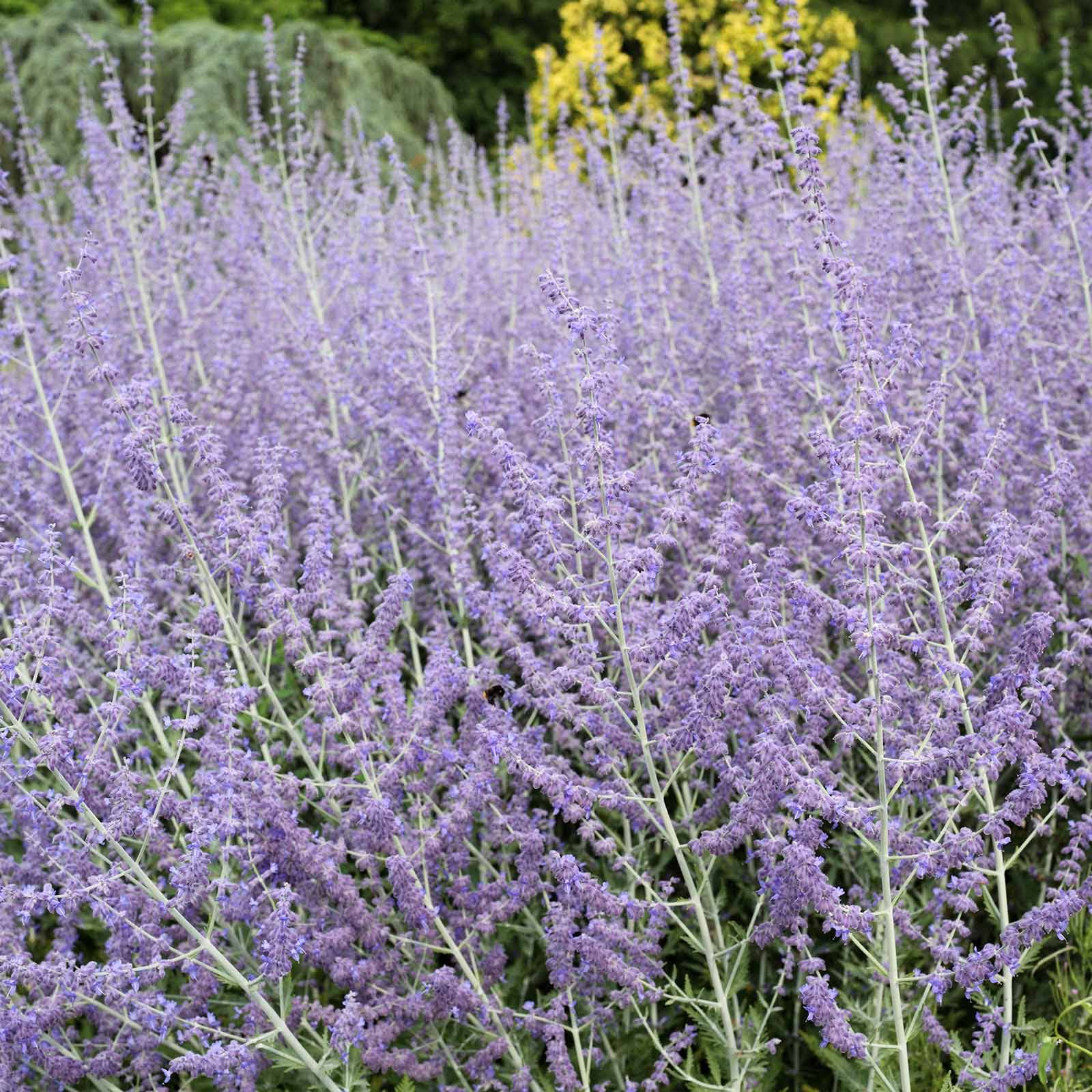 21f7b6288c077f000452cfa1f36a892f1a21e619b62040849876ad5b457f4cf4.jpg Perovskia - Blue Steel Russian Sage Seeds - 100 Seeds - Sky Blue Flowers - Drought Tolerant Perennial Landscape Plant - Perovskia atriplicifolia - Image 1