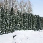 1-2 ft. - Taylor Juniper Tree - Columnar Green Color Year-Round