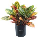 Lowe's Petra Croton in 2-Gallon (S) Pot | Nursery