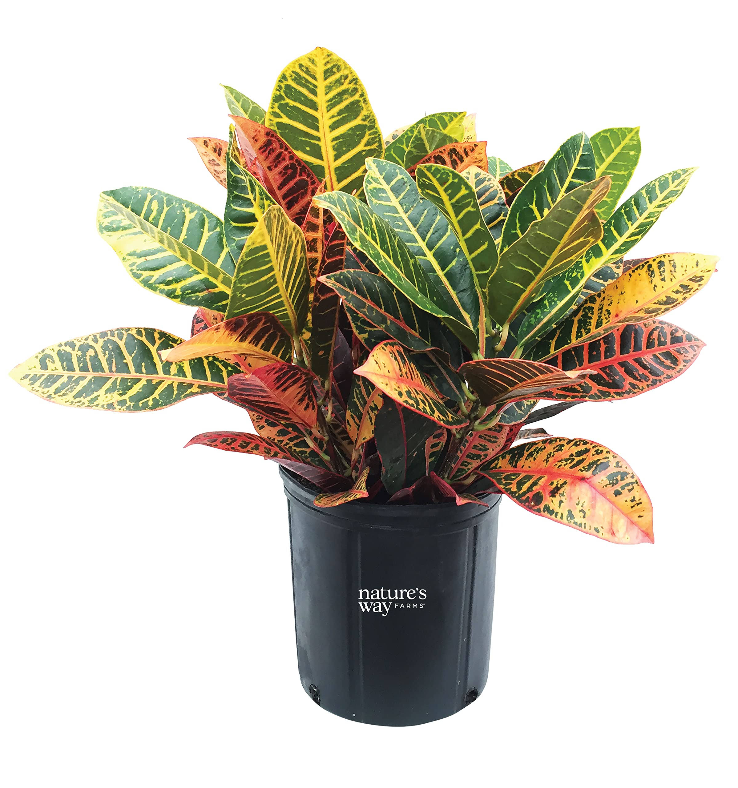 226c89369912588899e1b8e73b837c28f20f9e1b4e49673fdfe995e9cb40aca8.jpg Lowe's Petra Croton in 2-Gallon (S) Pot | Nursery - Image 1