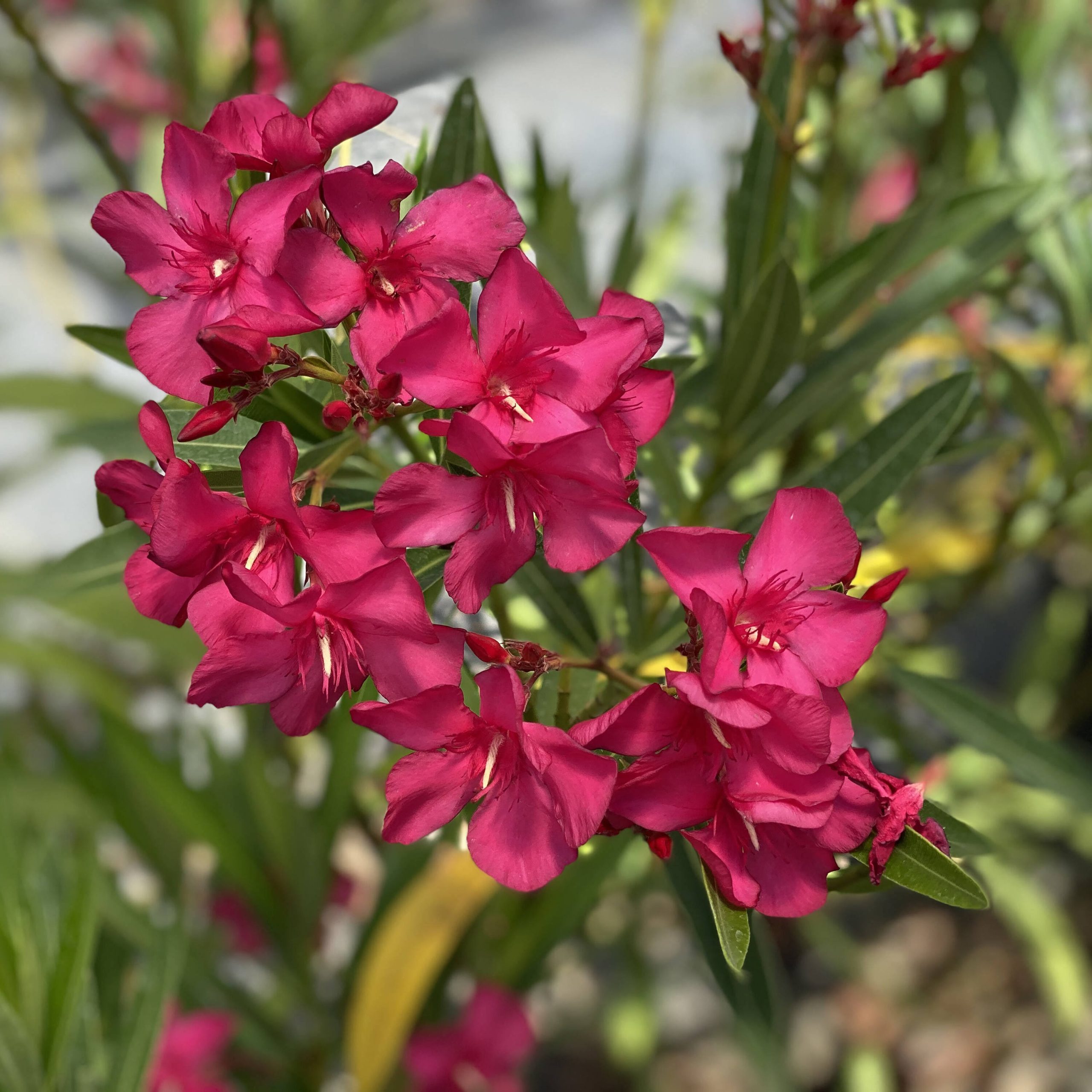 231d8541e29415b115b78e17412220cd0df49e970b761d06a12e1c162bfbd636.jpg 1 gal. Austin Pretty Limits Oleander (Nerium) Live Plant, Shrub, Pink - Image 1