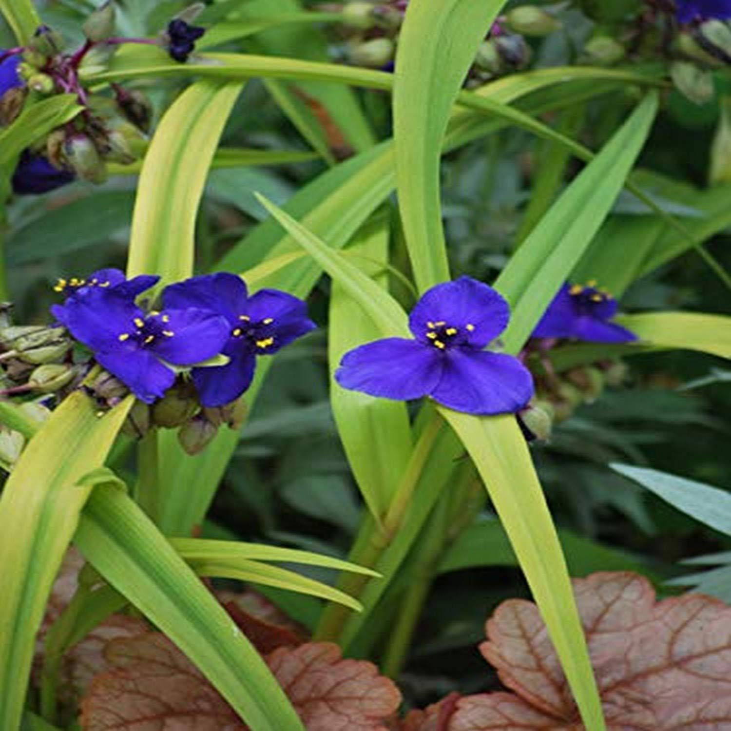 234531c8d203b3fb2691365ef825f0e426c5b2d17301474565fed4a9ca3be932.jpg Perennial Farm Marketplace Tradescantia Andersoniana Sweet Kate (Spiderwort) Perennial, Size-#1 Container, Brilliant Gentian Blue Flowers - Image 1