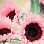 Iris Tectorum Rose Sunflower Cobaea Scandens Seed, 15pcs Pink Sunflower Seeds Bonsai Plant Office Home Garden Yard Floral Decor - Pink Sunflower