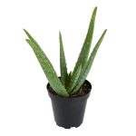 3.5in Aloe Vera Live Plant Altman Specialty Plants