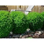 Baby Gem Dwarf Boxwood ( Buxus ) - Live Plant ( FG ) | Hedge Shrub | Evergreen | Low Maintenance, Size: Full Gallon Pot