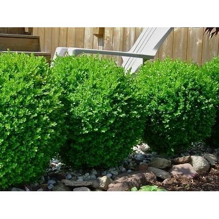 236793748f8f3d8921b205b2514e2e073f61505b80ae997cd1d68a2525207823.jpg Baby Gem Dwarf Boxwood ( Buxus ) - Live Plant ( FG ) | Hedge Shrub | Evergreen | Low Maintenance, Size: Full Gallon Pot - Image 1