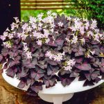 Gardens Alive! 10-Pack Burgundy Shamrock (Oxalis) Bulbs | 66918