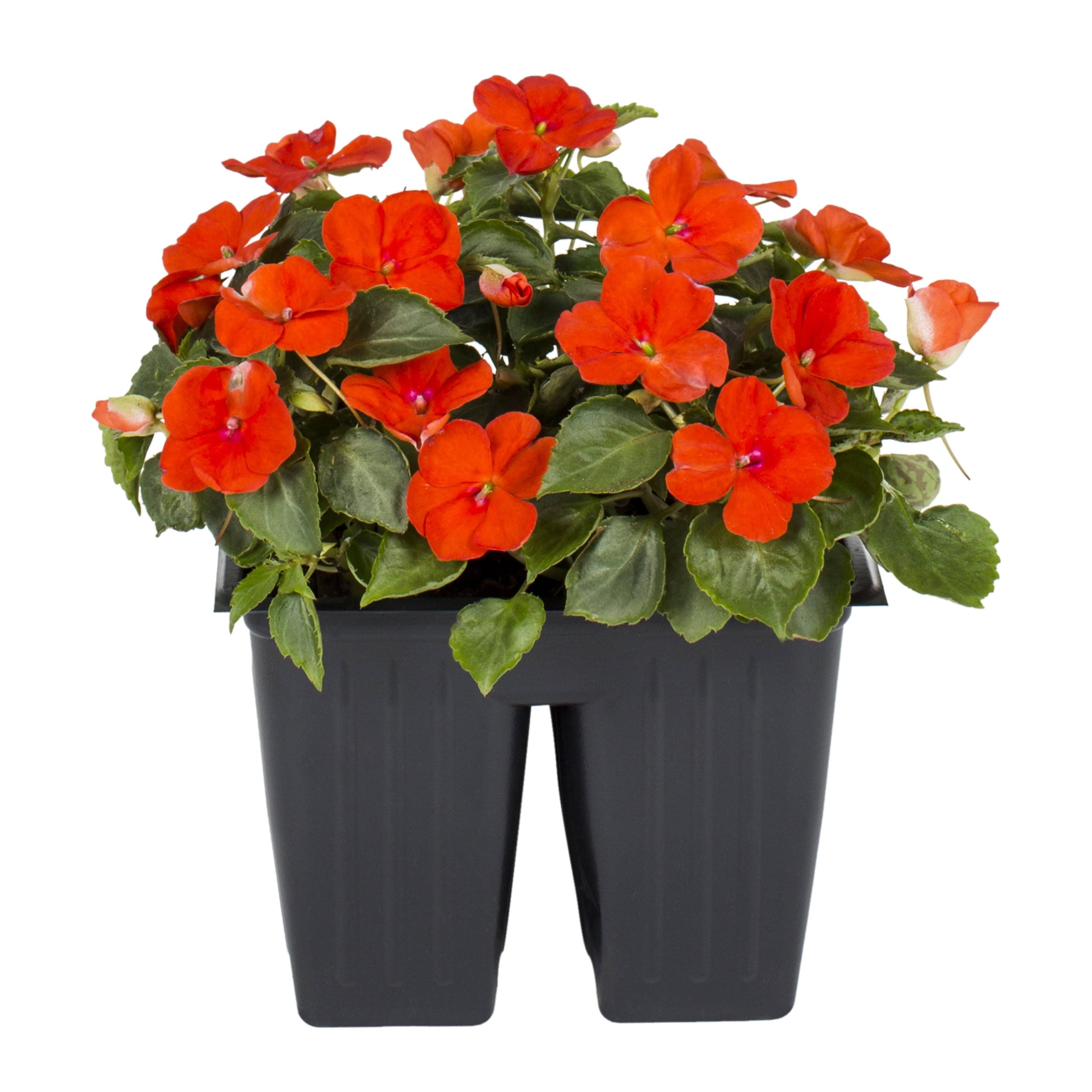 23907749f883ff2221c75b512f52ef038b4b7cde38a6429854d781826c95714f.jpg Expert Gardener 4pk Multicolor Impatiens Live Plants with Grower Pack - Image 1