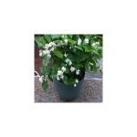 Jasmine Plant 25 Seeds Indoor/Outdoor Herbal Plant with Tiny White Flowers