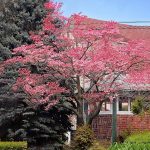 3 gal. Pink Flowering Deciduous Dogwood Tree