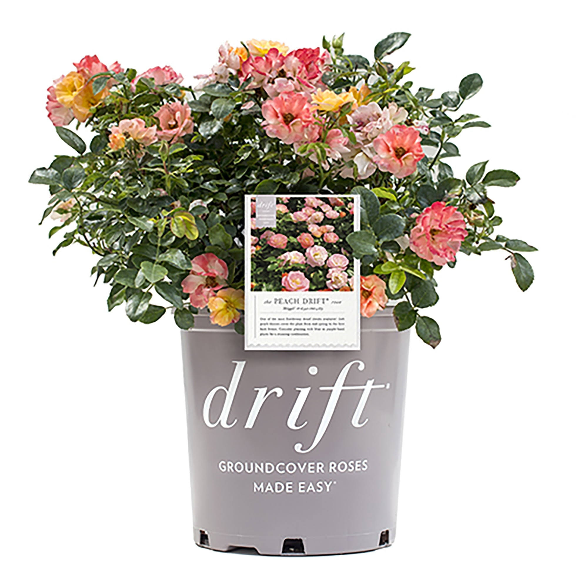 24f4c468c873354ef1adf057d508316f15f5f7e4830aa0a524fc755be2bbf23e.jpg Drift Peach Rose, 2 Gal - Image 1