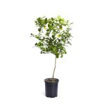 Brighter Blooms - Meyer Lemon Tree, 3-4 ft. - No Shipping to AL, Az, Ca, FL, Ga, La, or, and TX