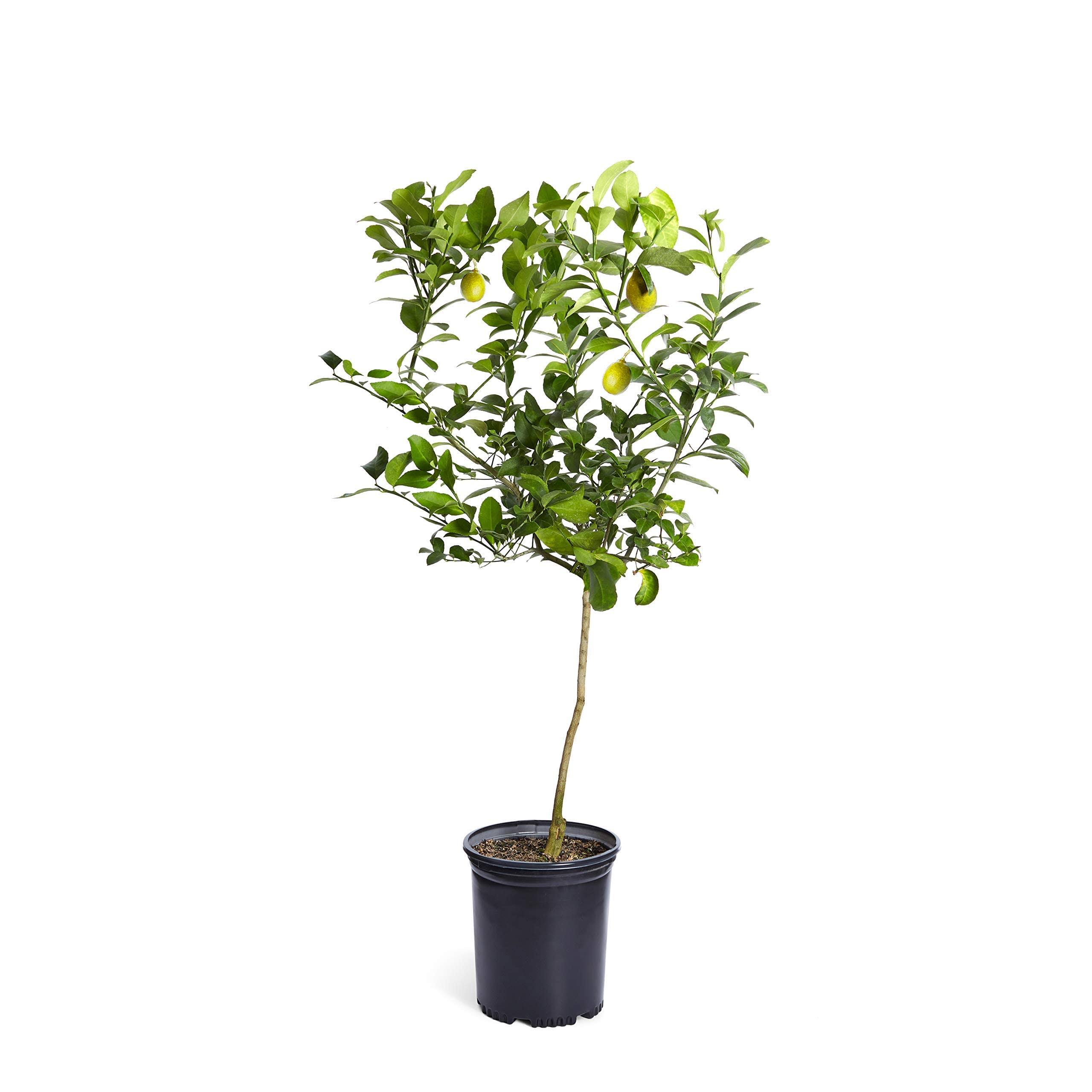 25d2bba0e670c0965a41efcb20225145705aa9a86dd44f4ba6c245c684cc8390.jpg Brighter Blooms - Meyer Lemon Tree, 3-4 ft. - No Shipping to AL, Az, Ca, FL, Ga, La, or, and TX - Image 1