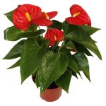 California Tropicals Anthurium Red - Live House Plants Indoor, 4 inch Pot for Easy Care, Perfect for Office, Home & Flamingo Decor, Real Plant, Plant