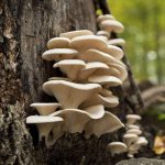 Pearl Oyster Mushroom Plug Spawn Dowels (100)