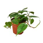 Philodendron Cordatum 'Heartleaf' Nursery Pot / 4" Pot