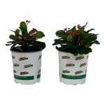 Pure Beauty Farms 2.5 Qt. Crown of Thorns Plant Red Flowers in 6.33 in. Grower's Pot (2-Plants)