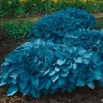 Garden State Bulb Hosta Blue Mix, Bare Root Tubers (Bag of 6)
