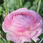 Pink Italian Ranunculus Bulbs for Sale | Elegance Rose Chiaro