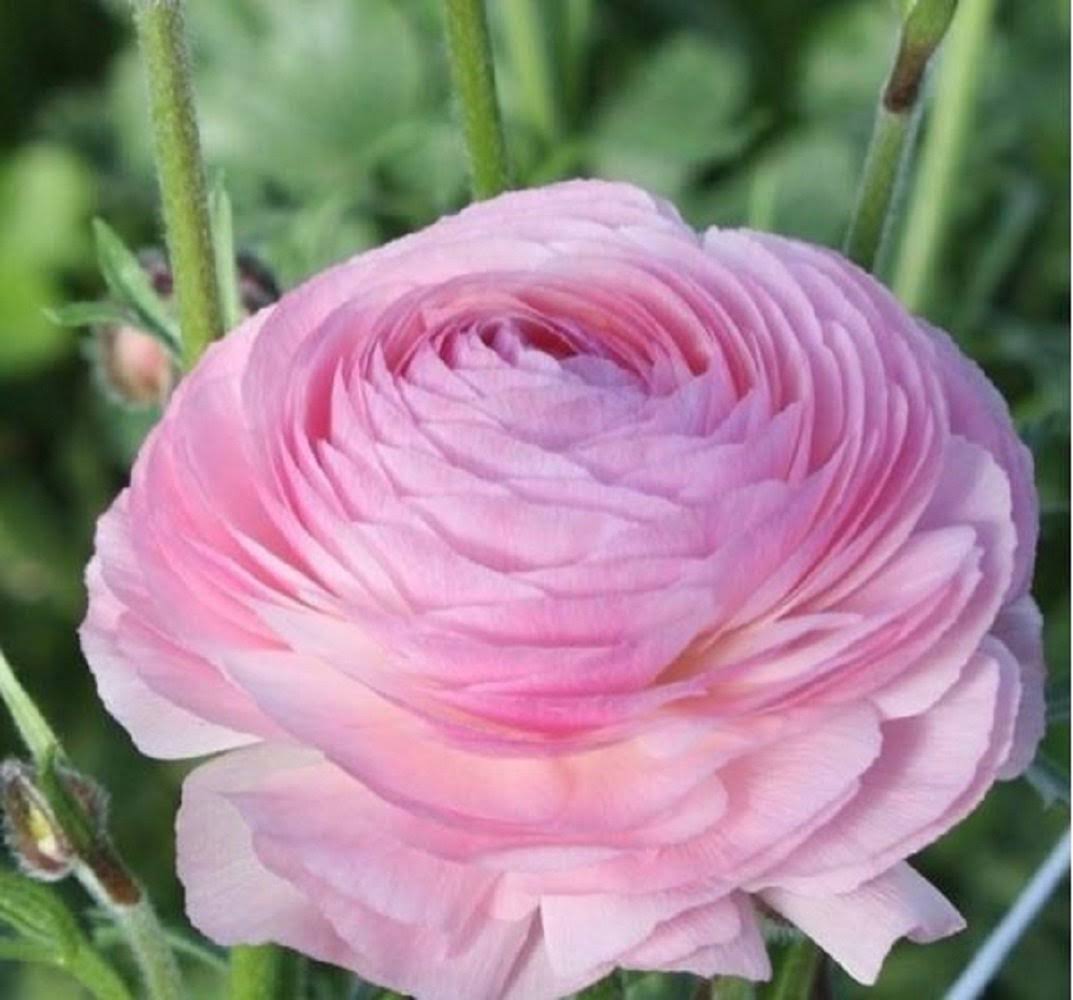 276f88ff41fba95ec6decef02fb20fbe67bfce6d44200742cc3b4374c8867d23.jpg Pink Italian Ranunculus Bulbs for Sale | Elegance Rose Chiaro - Image 1