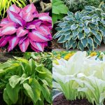 100 Assorted Hosta Plantain Lily Flower Seeds - Plant Your Perfect Shade Garden with These Low-Maintenance Perennial Ground Covers