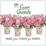 Proven Winners 4-Pack, 4.25 in. Eco+Grande Supertunia Vista Bubblegum (Petunia) Live Plant, Pink Flowers