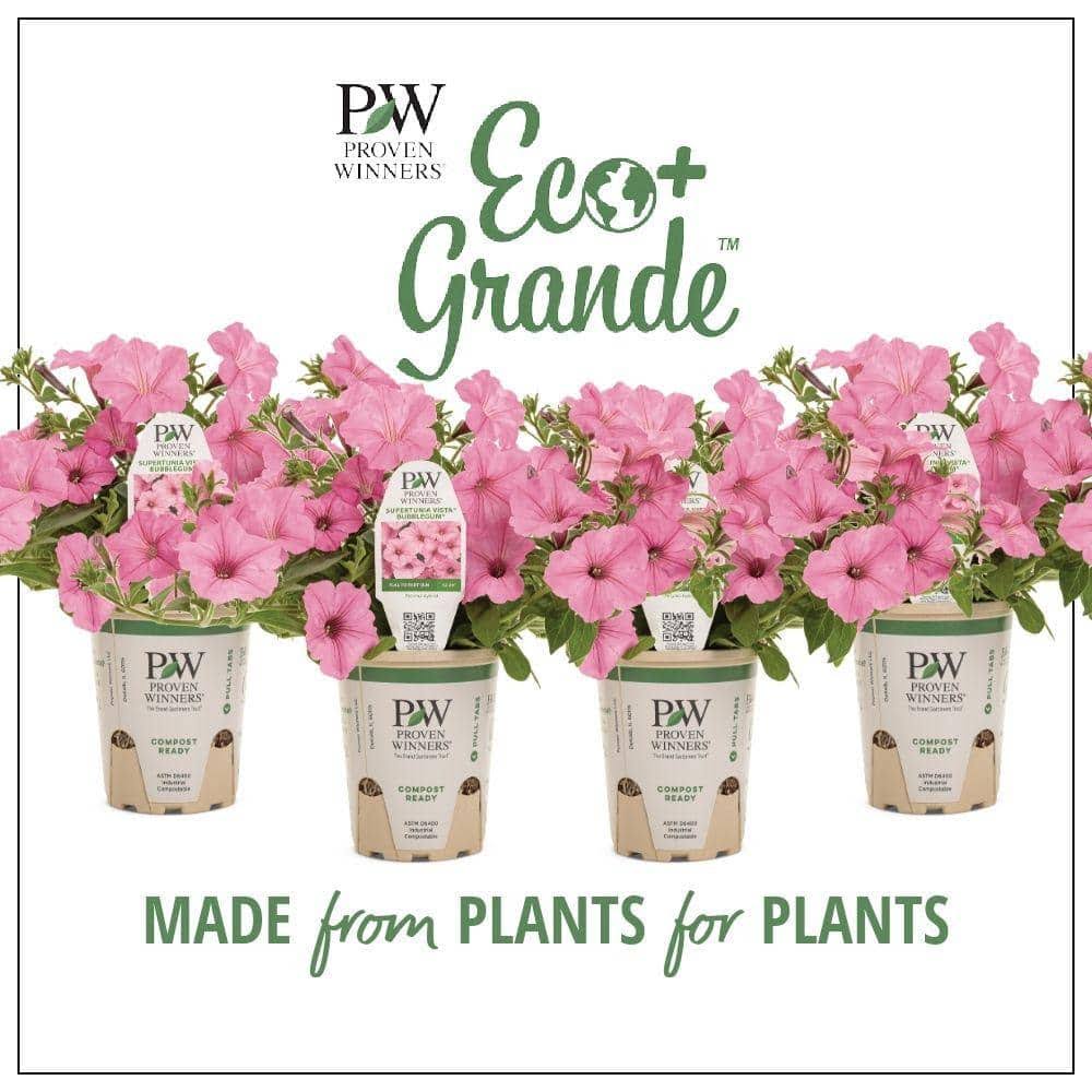 27cc65755dfc4cd447d2b128953848a4e9f8de31be840223532020a9ce806d7e.jpg Proven Winners 4-Pack, 4.25 in. Eco+Grande Supertunia Vista Bubblegum (Petunia) Live Plant, Pink Flowers - Image 1