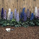 Delphinium Magic Fountain Series Flower Seeds - Multi-Color Mix - 1000 Seeds - Perennial Flower Garden Seeds - Delphinium Elatum