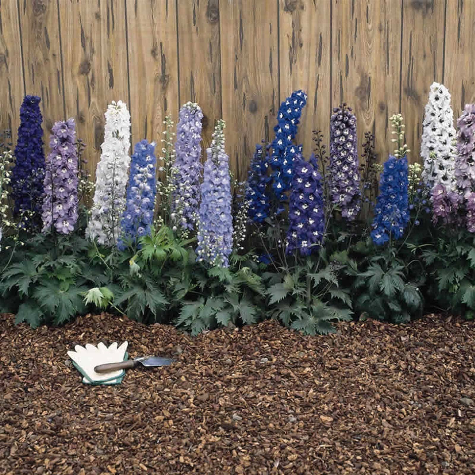 285afdee26d781738685b6cd170ef36b6aab40d26aa1e9c9d53f43b57fee18b9.jpg Delphinium Magic Fountain Series Flower Seeds - Multi-Color Mix - 1000 Seeds - Perennial Flower Garden Seeds - Delphinium Elatum - Image 1