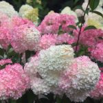 Vanilla Strawberry Hydrangea Dormant Bare Root Flowering Starter Shrub (1-Pack)
