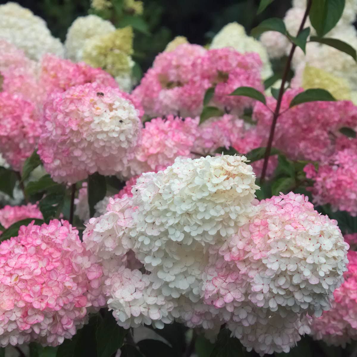290f3904ea4051217b151c9a08c50782098db7a535b63093b5bf21e2bc89edab.jpg Vanilla Strawberry Hydrangea Dormant Bare Root Flowering Starter Shrub (1-Pack) - Image 1