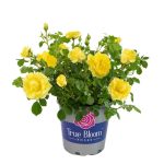 Altman Plants 8-Quart in Pot Yellow True Bloom True Friendship Rose | 0872514