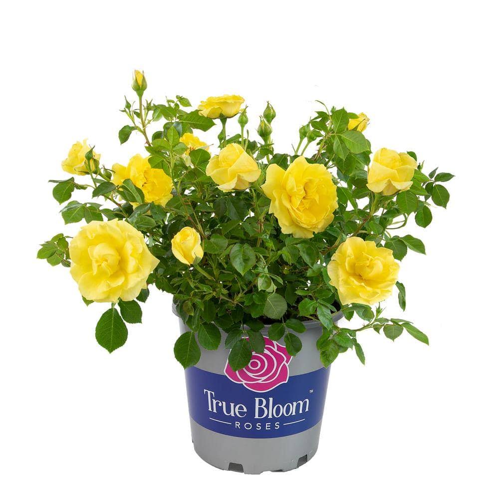 2998c92322d93d43cf998a476e49a26c7775f9ad3700f76f3426e36f98ed53c6.jpg Altman Plants 8-Quart in Pot Yellow True Bloom True Friendship Rose | 0872514 - Image 1
