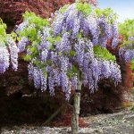 2-3 ft. - Purple Wisteria Tree - Fragrant Purple Flowers in Tree Form