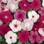 Outsidepride Vinca Titan Flower Seed Mix - 100 Seeds, Other