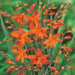 Crocosmia Masoniorum Summer Flowering Bulb Mixture (25-Pack)