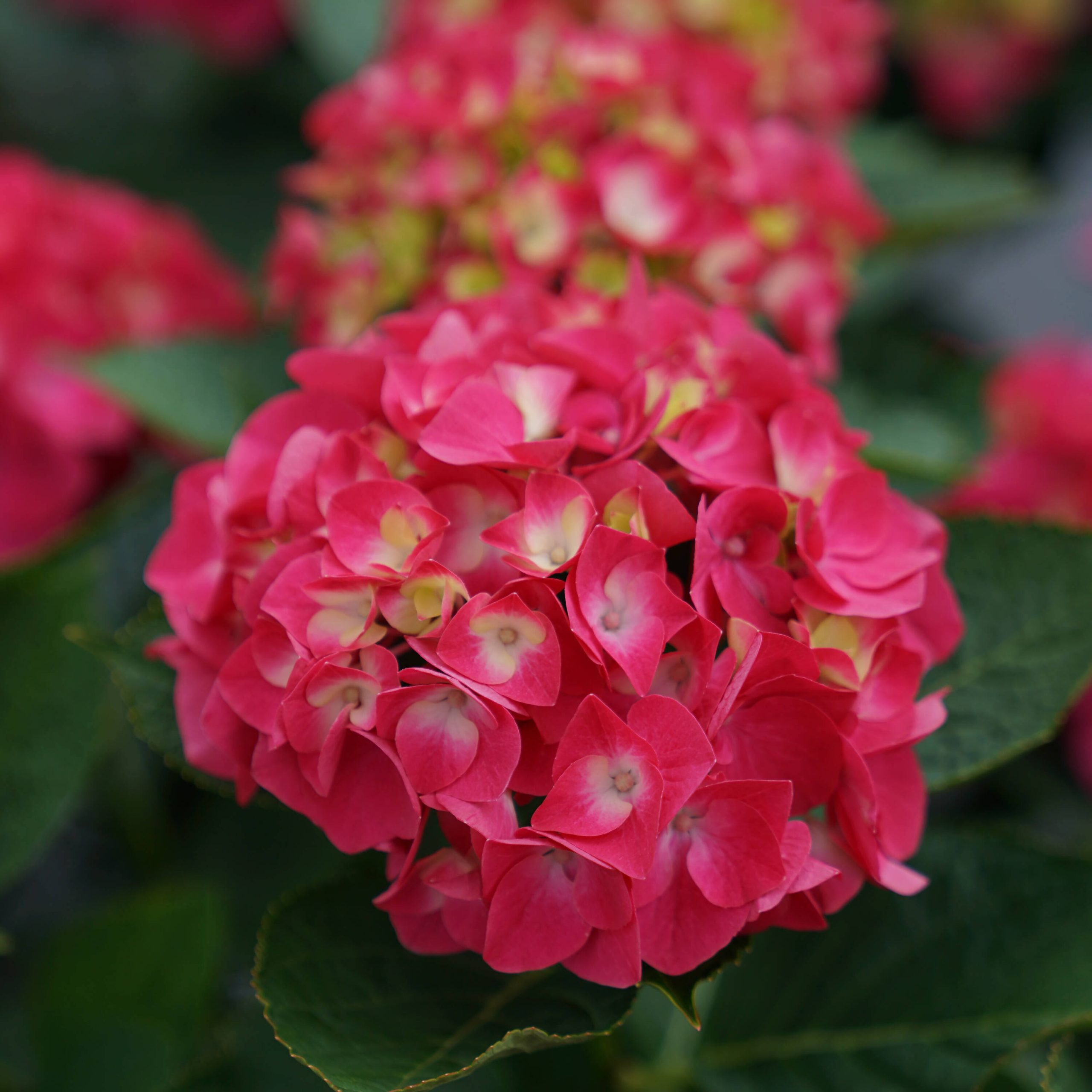 2b5190acf9f46ced13903e504581d6834f8282c679d758f3a83b23f5ccf8bf11.jpg Proven Winners 1 gal. Wee Bit Grumpy Bigleaf Hydrangea (Hydrangea Macrophylla) Live Plant, Purple Flowers - Image 1