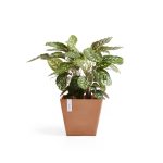 Rotterdam Square Planter-Planter Only-(ECO) Terracotta-20L x 20W x 17H