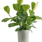 Costa Farms Plants with benefits Live Indoor Fiddle Leaf Fig Plant in Pot - Green - 10 in