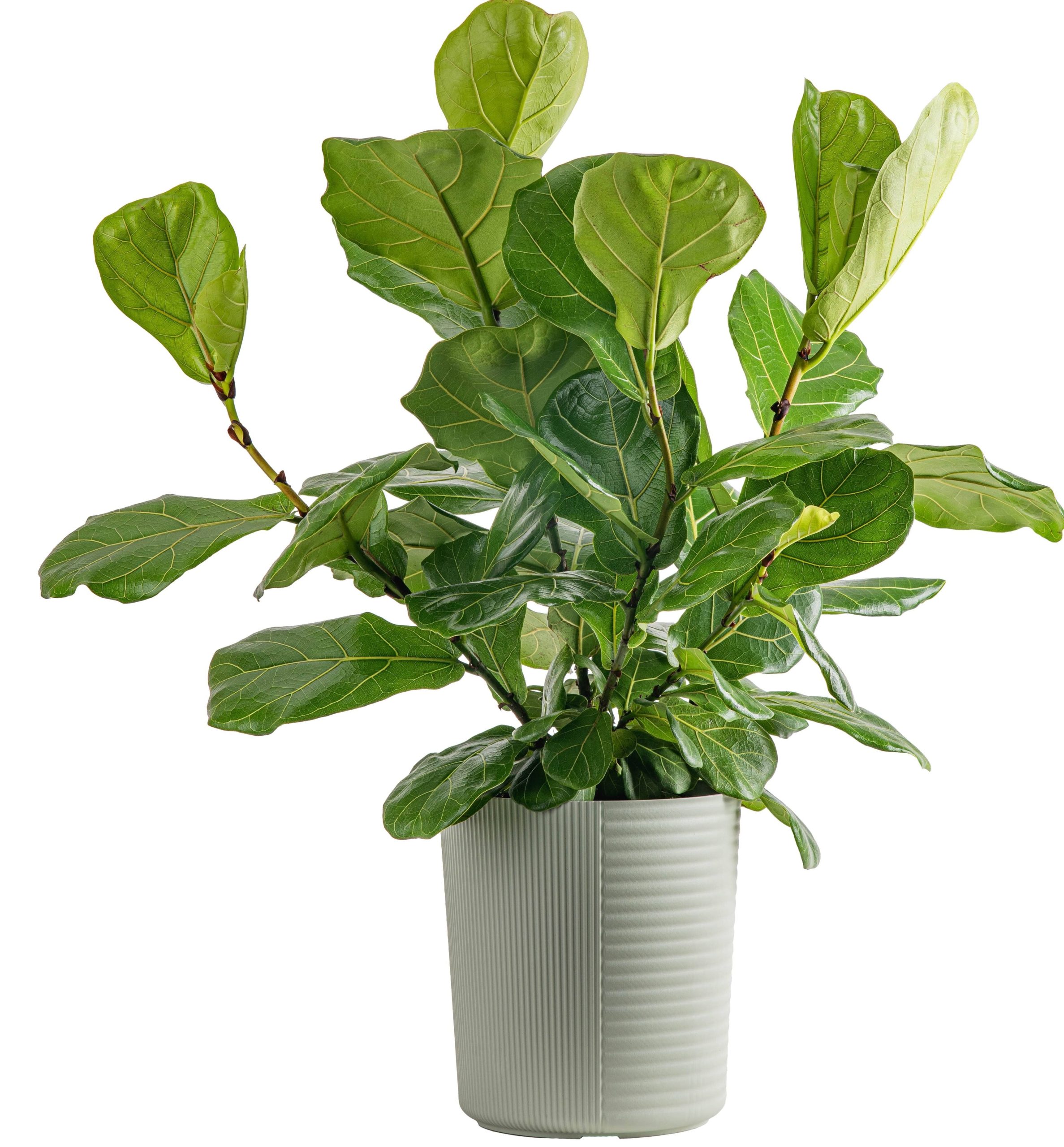 2c7ecf507f69fb1666cbc90e3bf55e9f9f2c4067b632098bd33eec21663e50ff.jpg Costa Farms Plants with benefits Live Indoor Fiddle Leaf Fig Plant in Pot - Green - 10 in - Image 1
