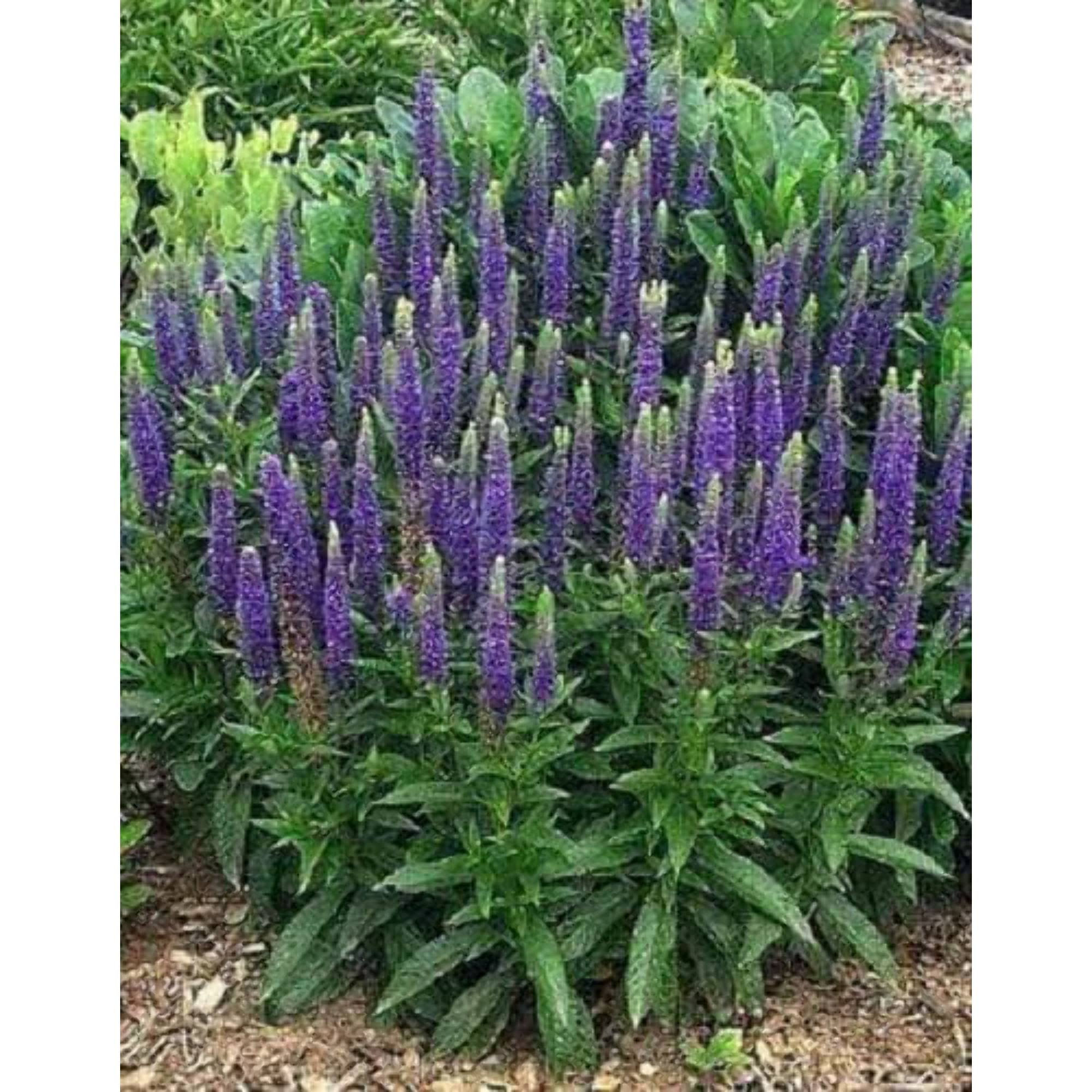 2c8fcc560c7bb6ea47949b468e56eec6039314a76e8c150da6254506cbd106de.jpg 50 Mixed Colors Veronica Sightseeing Mixture (spike Speedwell) Veronica Spicata Flower Seeds - Image 1