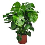 Monstera Delicioso - Swiss Cheese Plant - Overall Height 24" to 28" - Tropical Plants of Florida (Plant + Indoor Soil)
